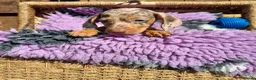 Dachshund dogs for sale: Minature Dachshund pups - Advert 11