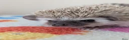 Pygmy Hedgehog rodents for sale: Stunning Hoglets Ready Now and to Reserve  in Romney Marsh - Advert 19
