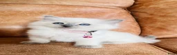 Ragdoll cats for sale: 🐈Pedigree Ragdoll Champion line 🏆 GCCF kittens  - Advert 35