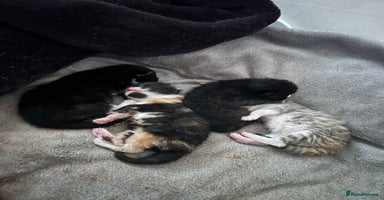 Mixed Breed cats - Advert 14