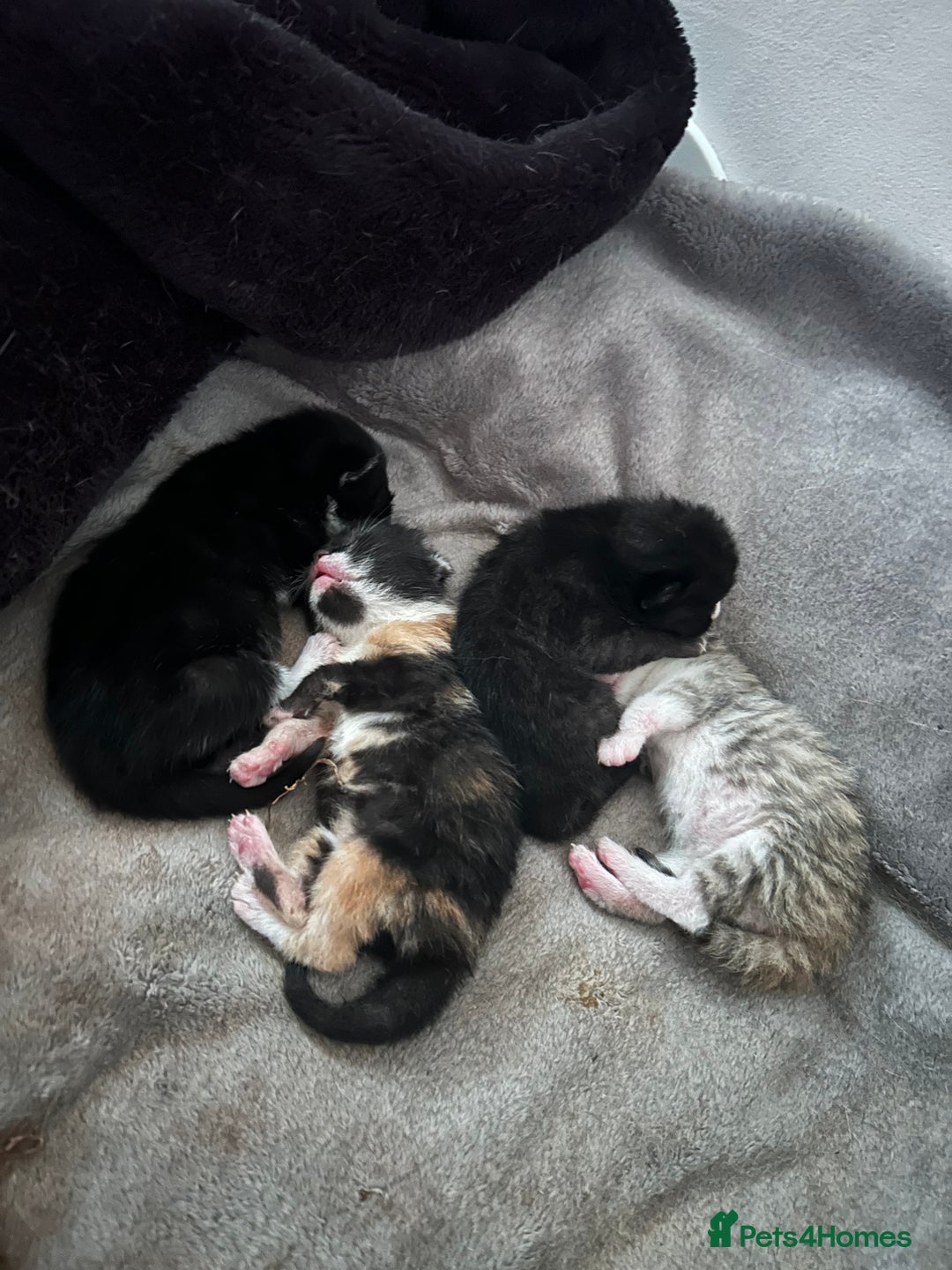 Mixed Breed cats for sale: Beautiful healthy kittens 1x Male and 2x female  - Image 3