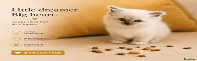 Blue point Ragdoll kitten