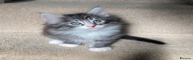 Norwegian Forest Cat Kitten 1