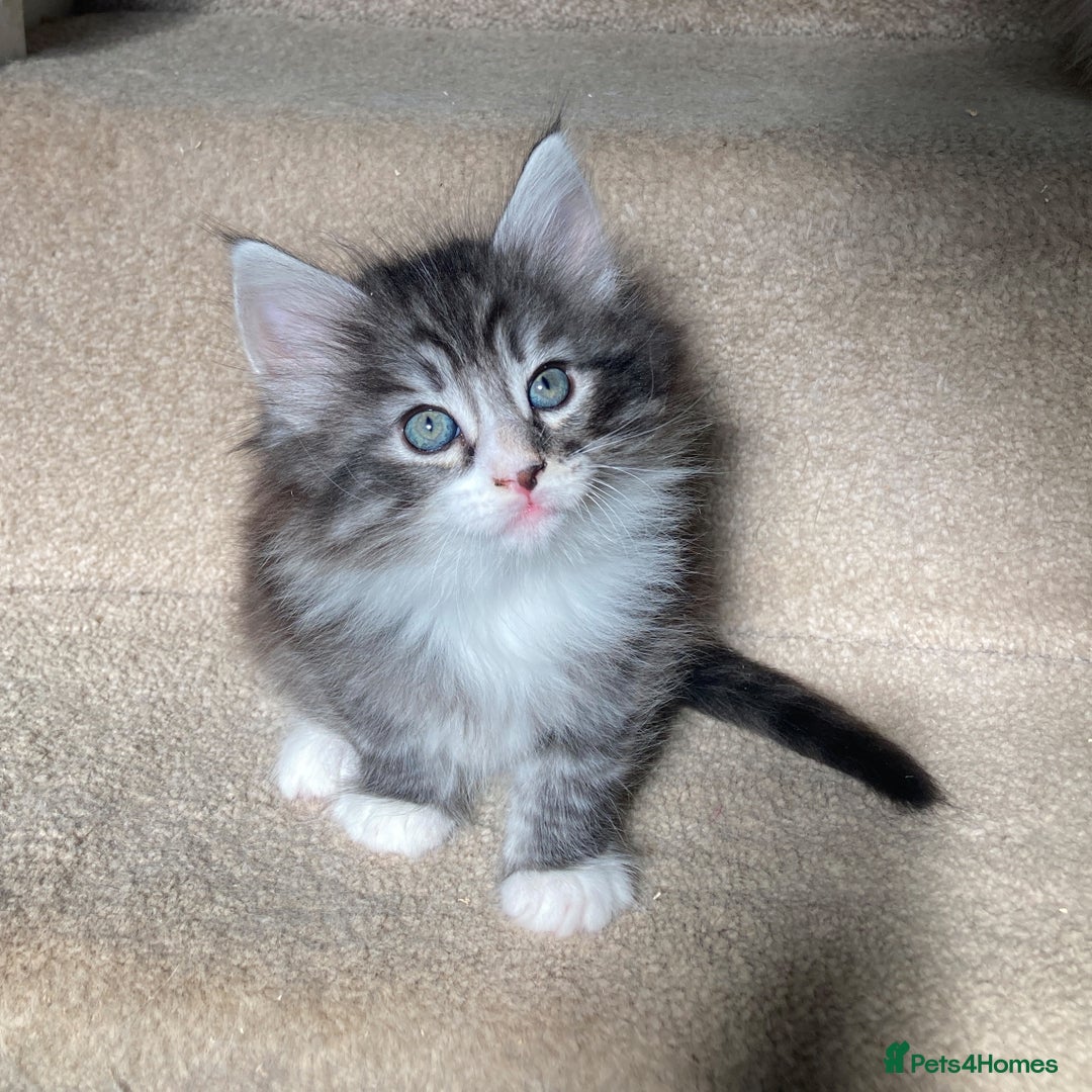 Norwegian Forest Cat cats for sale: Full  GCCF pedigree Norwegian Forest kittens - Image 2
