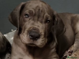 Great Dane dogs Exceptional pups, Ready Saturday - Advert 1