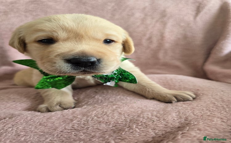 Goldador dogs - Advert 8
