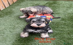 Miniature Schnauzer dogs for sale: Stunning litter of Miniature Schnauzer pups - Image 1
