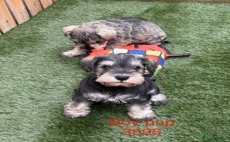 Miniature Schnauzer dogs - Advert 1
