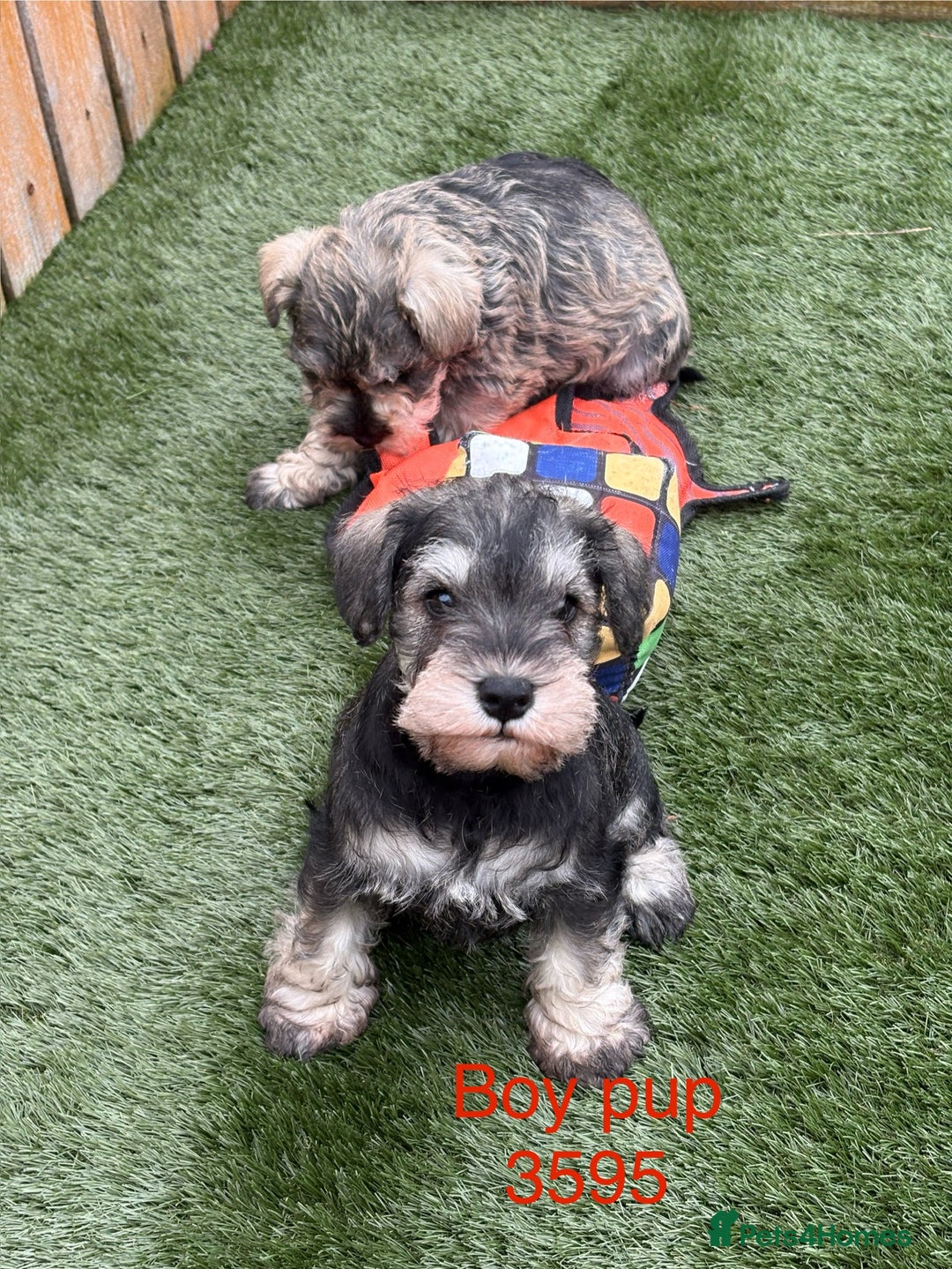 Miniature Schnauzer dogs for sale: Stunning litter of Miniature Schnauzer pups - Image 1