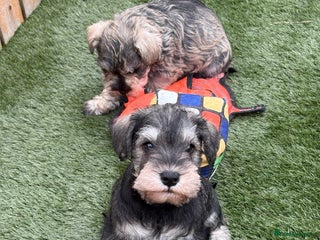 Miniature Schnauzer dogs - Advert 1