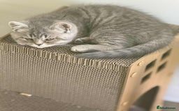 British Shorthair cats for sale: Gorgeous blue  British shorthairs  - Image 3