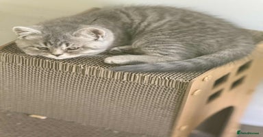 British Shorthair cats - Advert 11