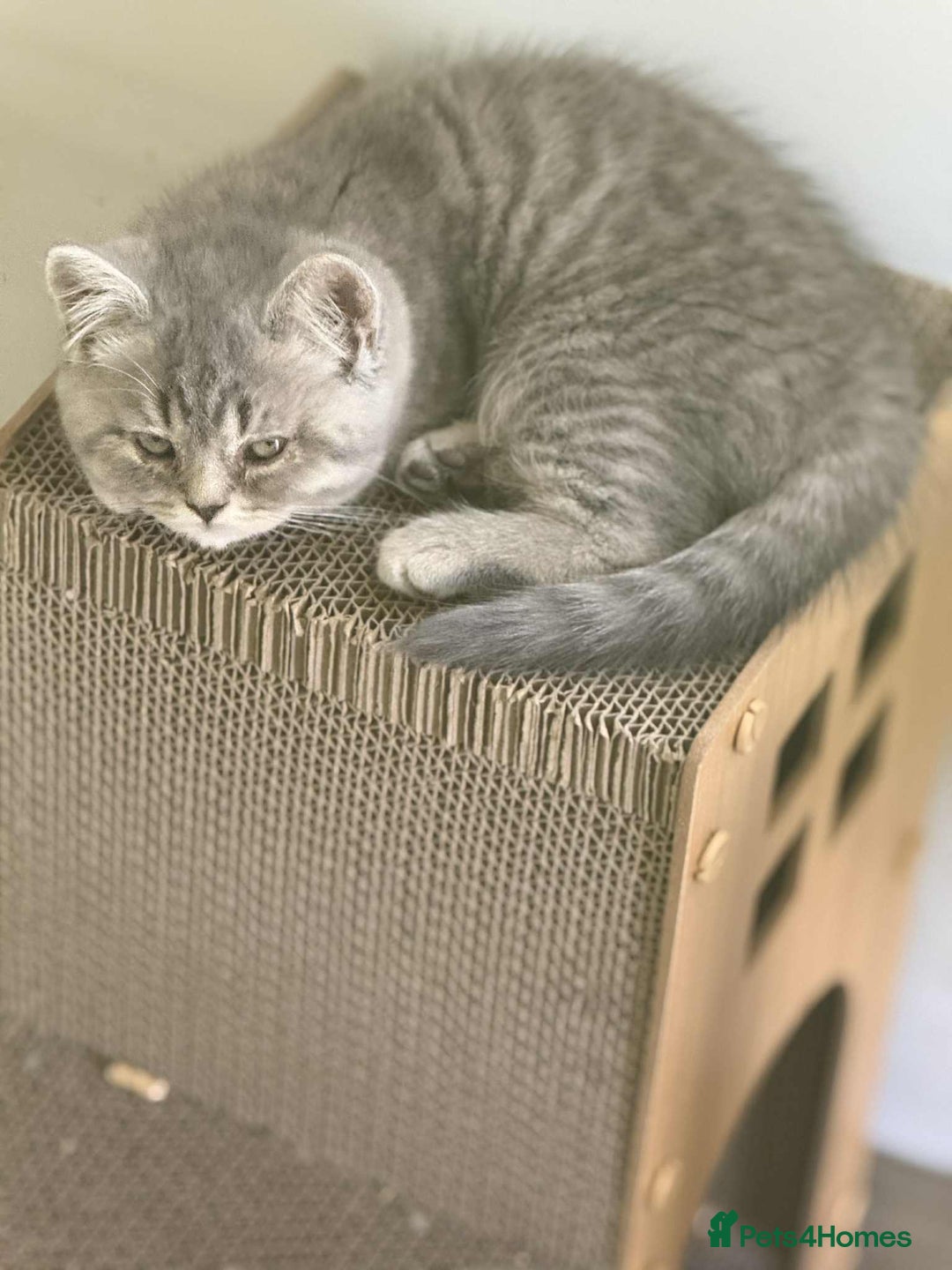 British Shorthair cats for sale: Gorgeous blue  British shorthairs  - Image 3