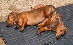 Dachshund dogs for sale: "READY GO STUNING 5 STANDARD DACHSHUND PUPPIES  - Image 2