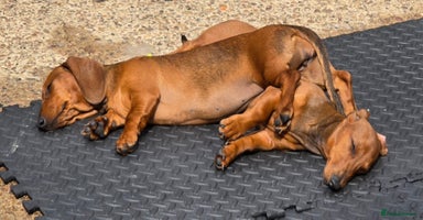 Dachshund dogs - Advert 7