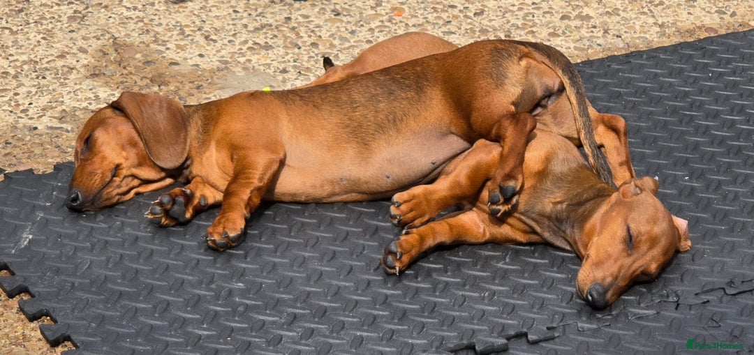 Dachshund dogs for sale: "READY GO STUNING 5 STANDARD DACHSHUND PUPPIES  - Image 2