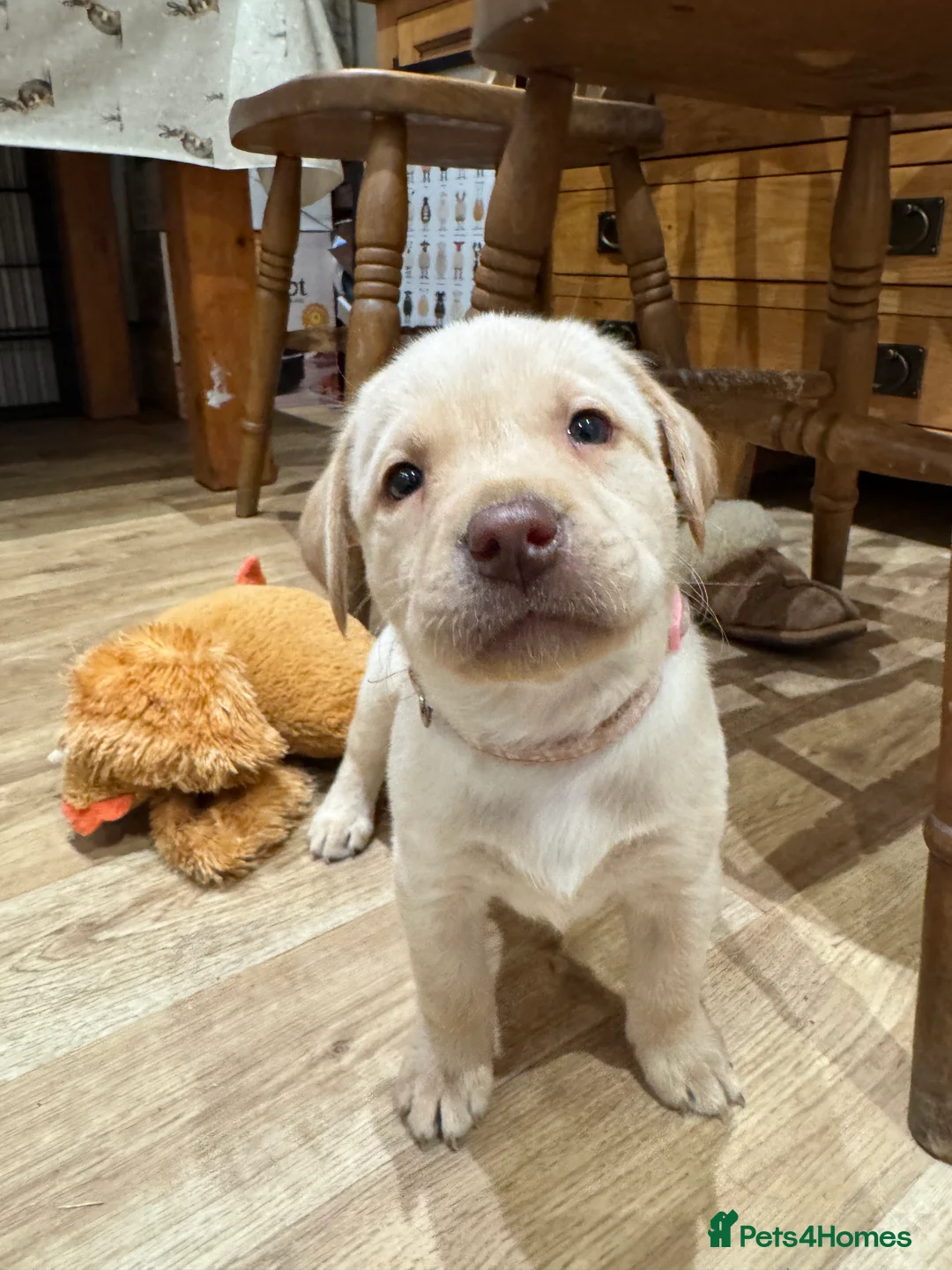 Labrador Retriever dogs for sale: Beautiful Chocolate and Yellow working Labradors  - Advert 34