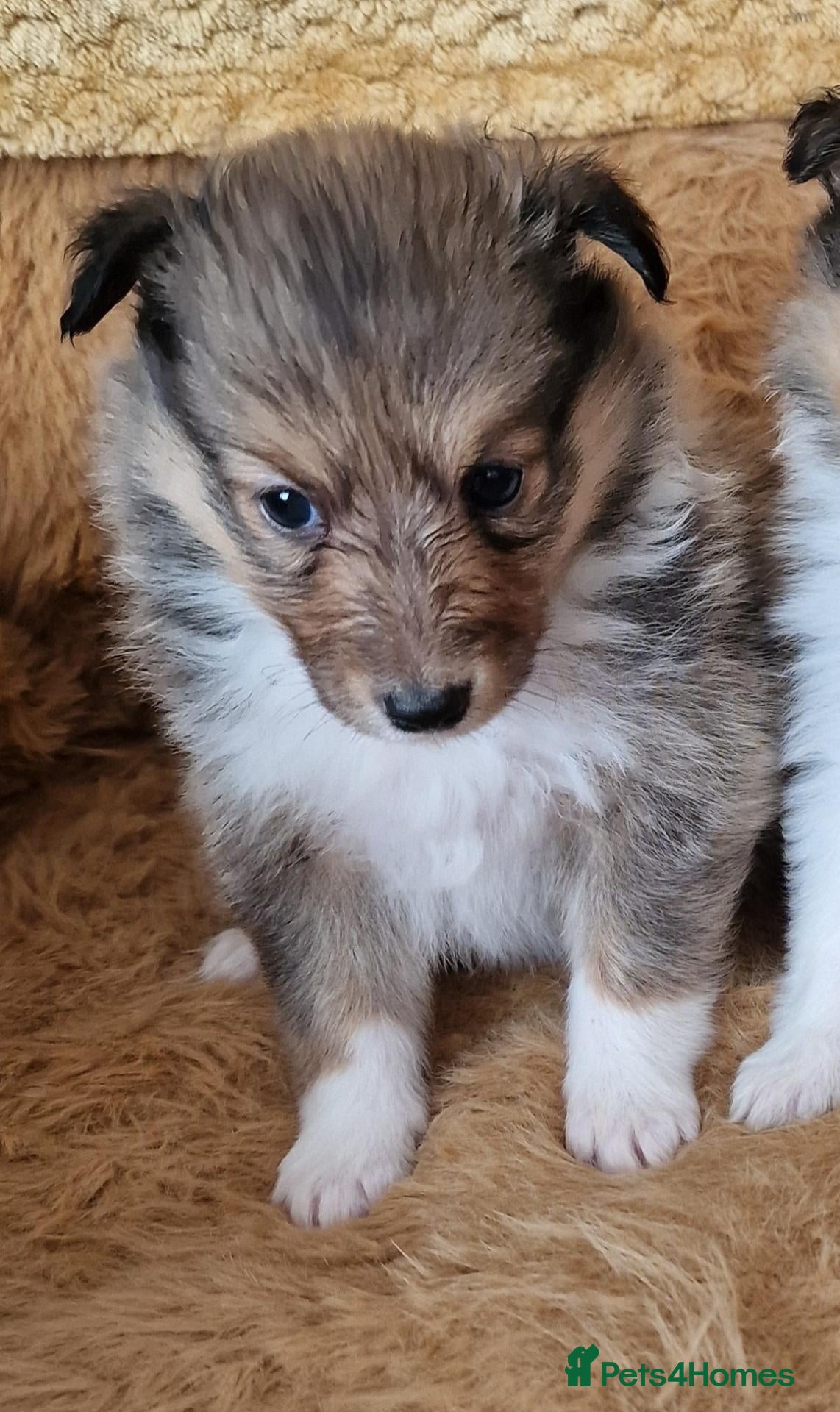 Shetland Sheepdog dogs Sable/White sheltie male puppy - Advert 1