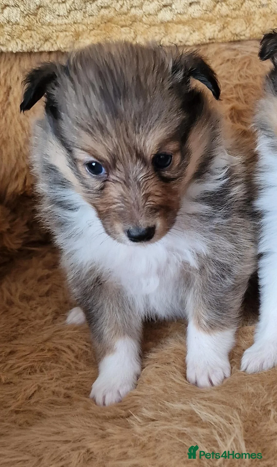 Shetland Sheepdog dogs for sale: Sable/White sheltie puppies - Advert 2