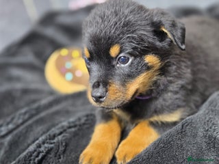 Rottweiler dogs Stunning Rottweiler puppy’s - Advert 3