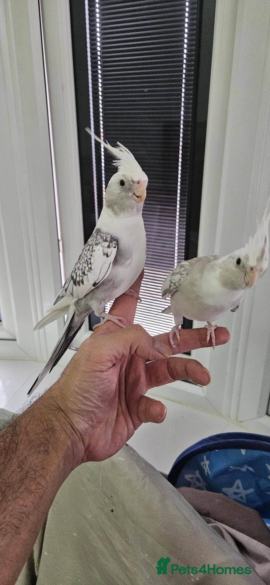 Cockatiels birds Breeding pair of Cockatiel parrots - Advert 17