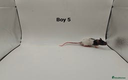 Rat rodents for sale: October Litters: 32 Rats For Sale - Image 8