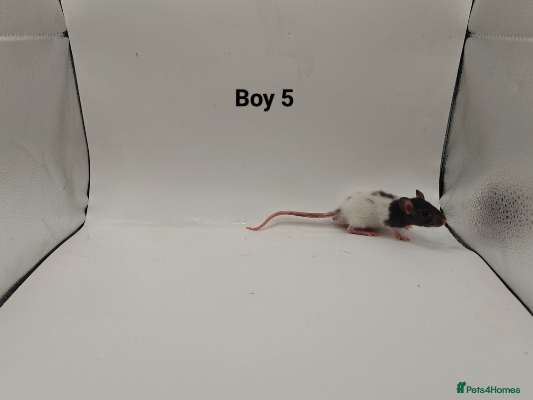 Rat rodents for sale: October Litters: 32 Rats For Sale - Image 8