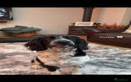 English Springer Spaniel dogs for sale: English Springer Spaniel Female - Image 2