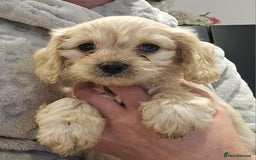 Cavapoo dogs for sale: 🐾 Gorgeous Health Tested F1 Cavapoo Puppies 🐶🐾 - Image 30