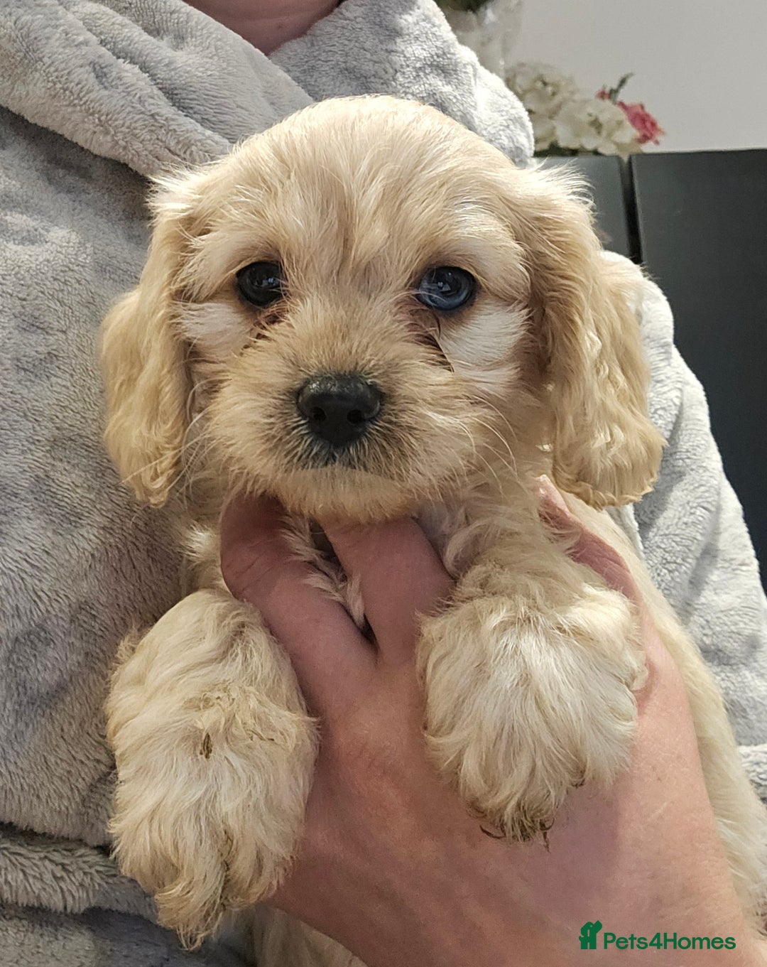 Cavapoo dogs for sale: 🐾 Gorgeous Health Tested F1 Cavapoo Puppies 🐶🐾 - Image 30