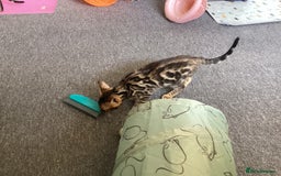 Bengal cats for sale: Bengal kittens READY NOW TICA reg pedigree  in Blandford Forum - Image 25