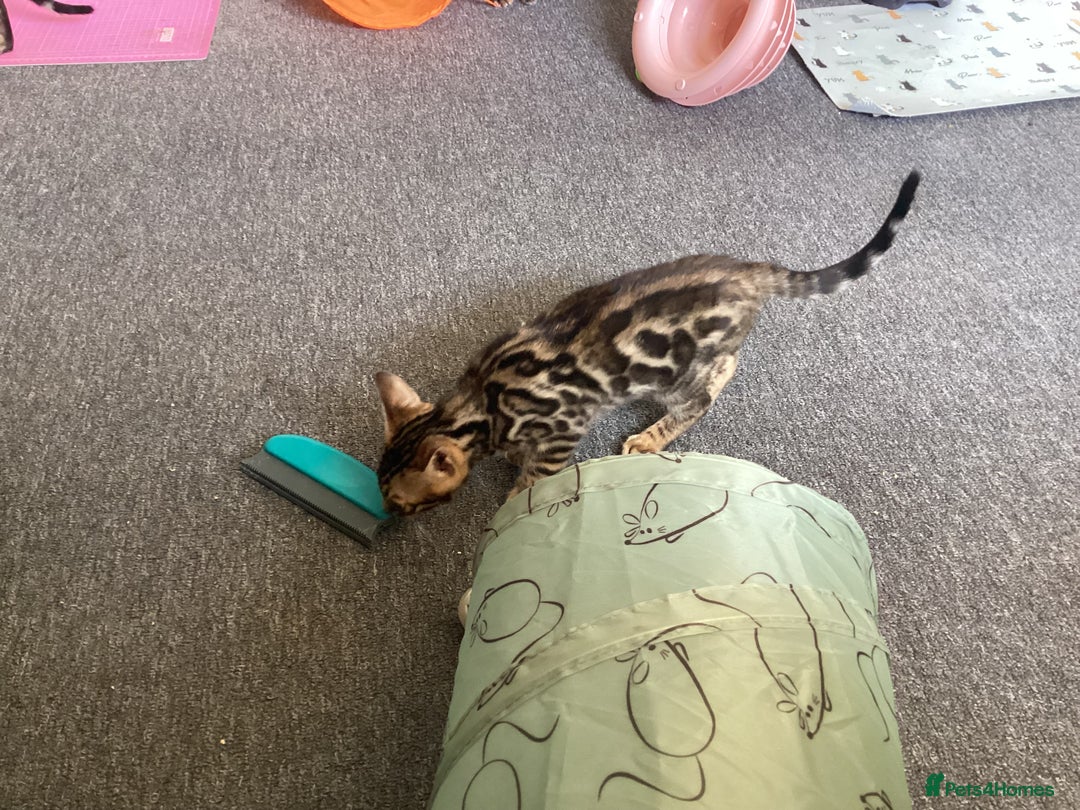 Bengal cats for sale: Bengal kittens READY NOW TICA reg pedigree  in Blandford Forum - Image 25