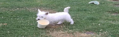 West Highland Terrier Puppy 3
