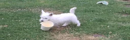 West Highland Terrier dogs for sale: West highland white terrier  - Advert 29