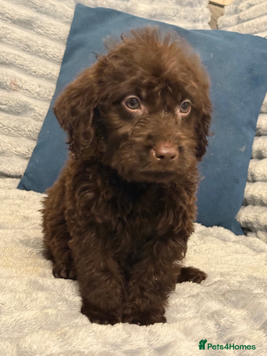 Labradoodle dogs for sale: F1 labradoodle pups  - Advert 1