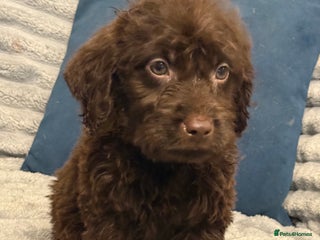 Labradoodle dogs F1 labradoodle pups - Advert 1