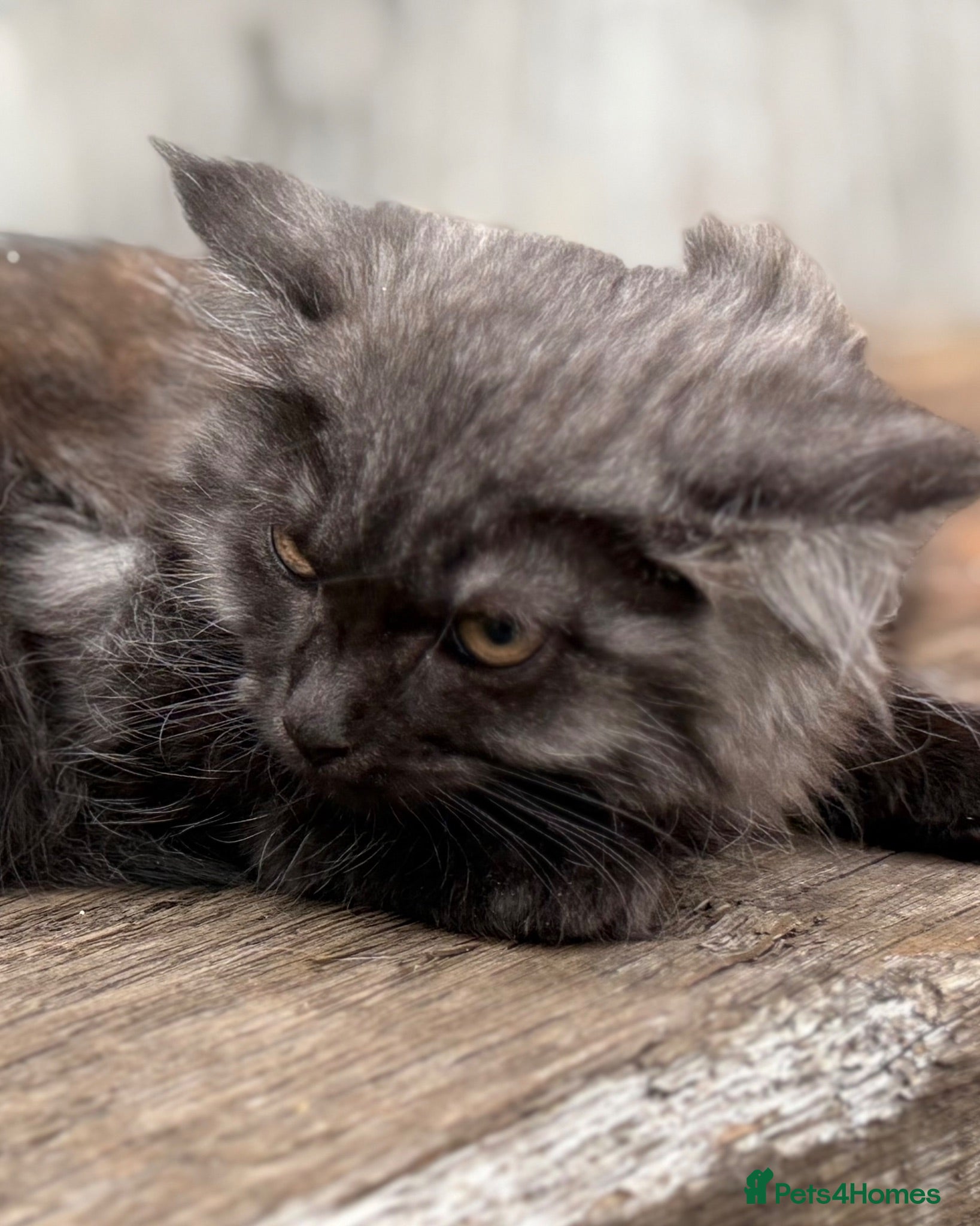 Maine Coon cats Stunning Maine coon x kitten  - Advert 1