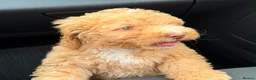 Cockapoo dogs for sale: F2 cockapoo for sale  in Plymouth - Advert 3