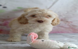 Cockapoo dogs for sale: Most Beautiful Cockerpoo s - Image 14