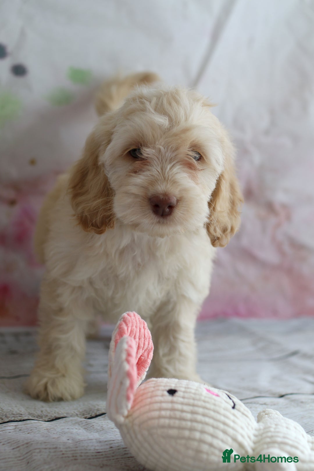 Cockapoo dogs for sale: Most Beautiful Cockerpoo s - Image 14