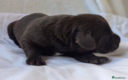 Labrador Retriever dogs for sale: Chocolate Labrador pups  - Image 6