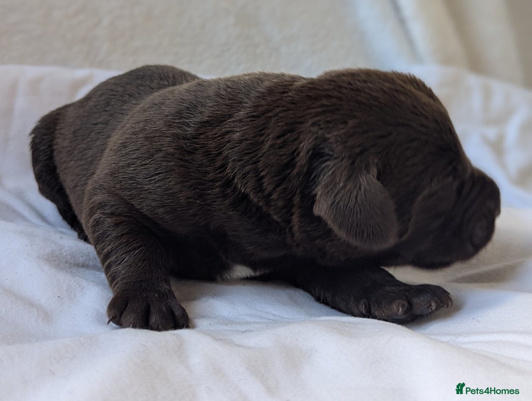 Labrador Retriever dogs for sale: Chocolate Labrador pups  - Image 6