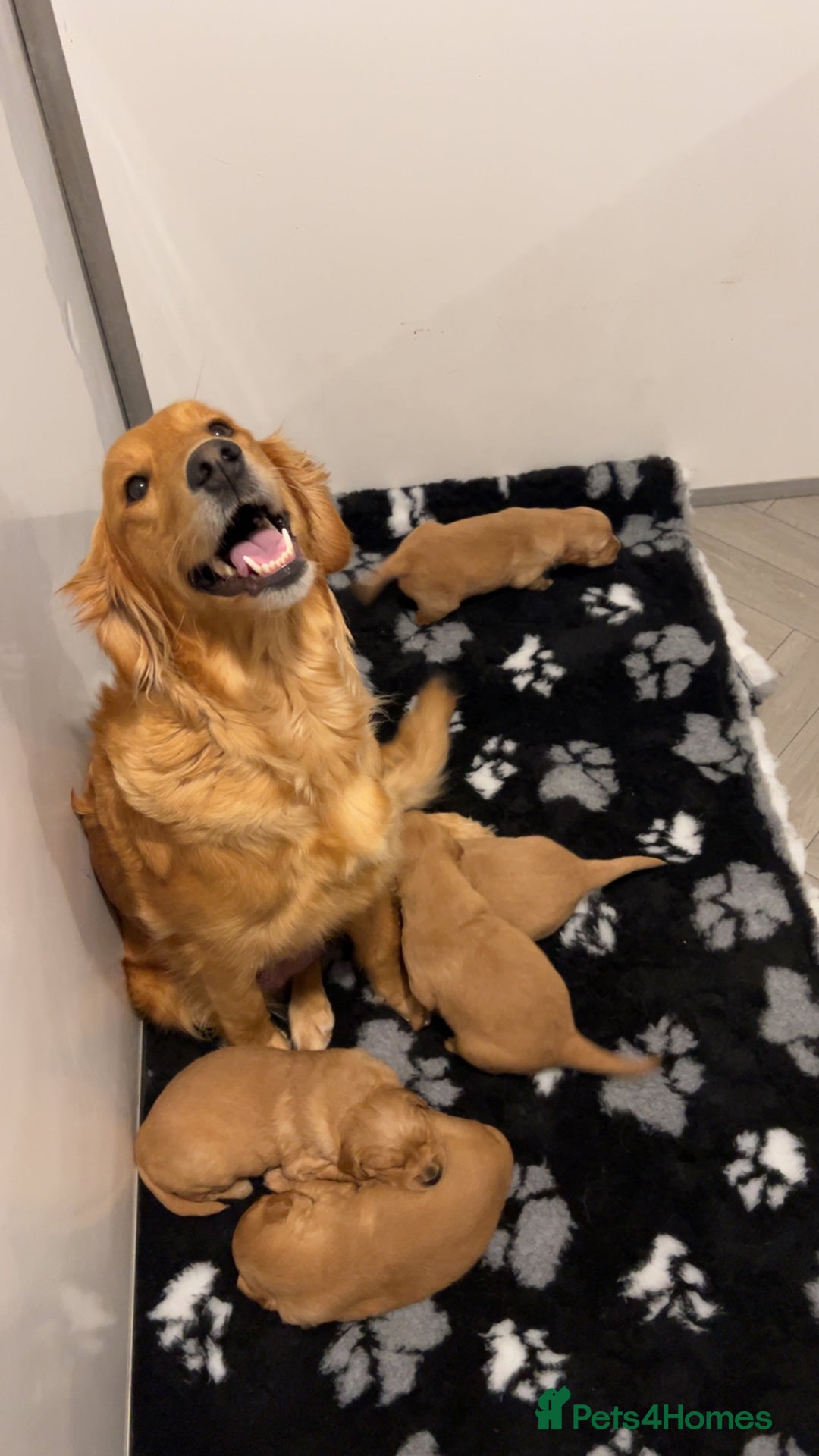 Golden Retriever dogs for sale: Extensively health tested clear golden retrievers - Advert 15