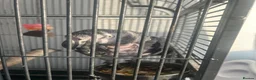 Parrots birds for sale: 15 Year old African Grey Parrot in Southall - Advert 3
