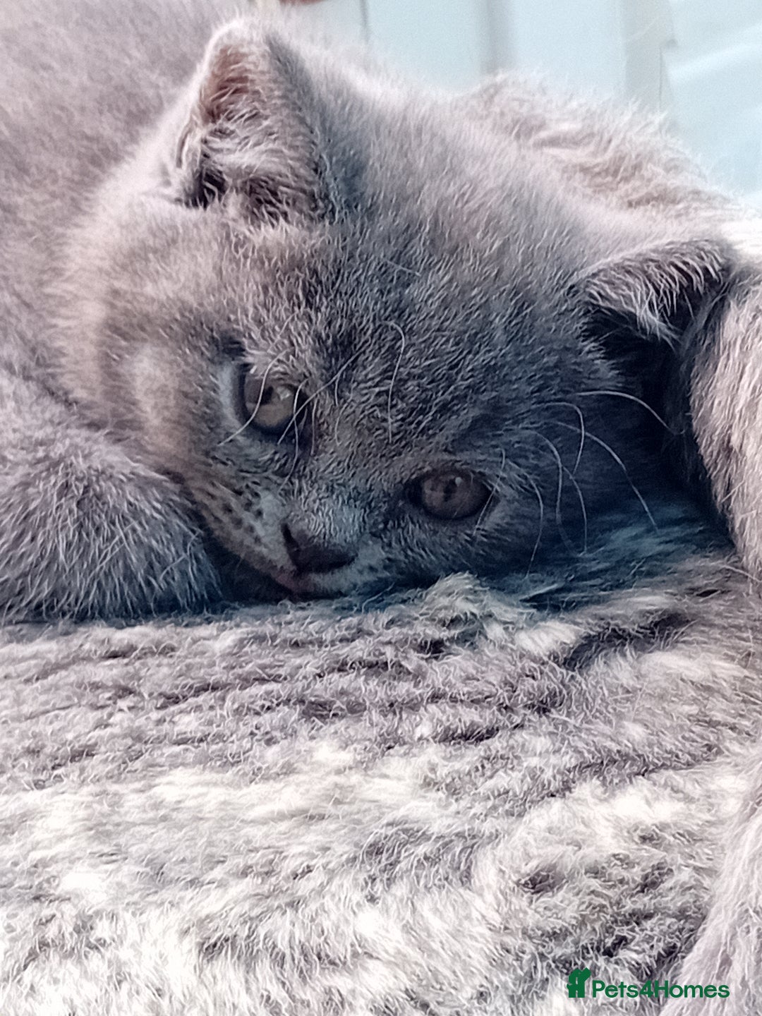 British Shorthair cats for sale: Beautiful British short-hair kittens  - Image 17