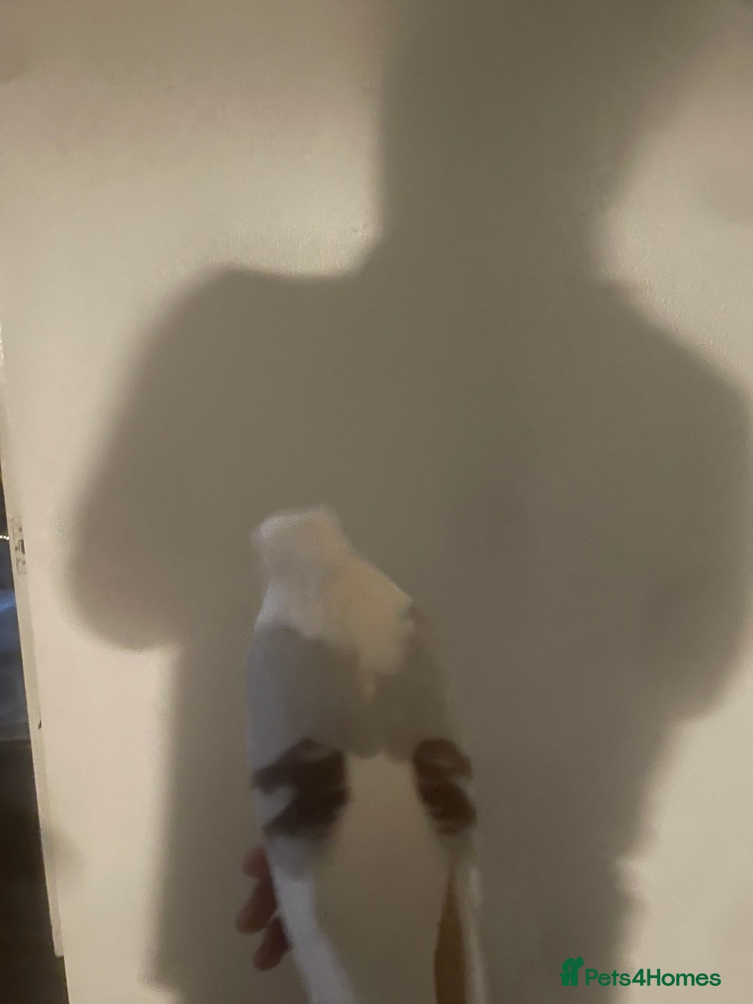 Pigeons birds for sale: I’ve got a hand raised German owl pigeon  - Image 3