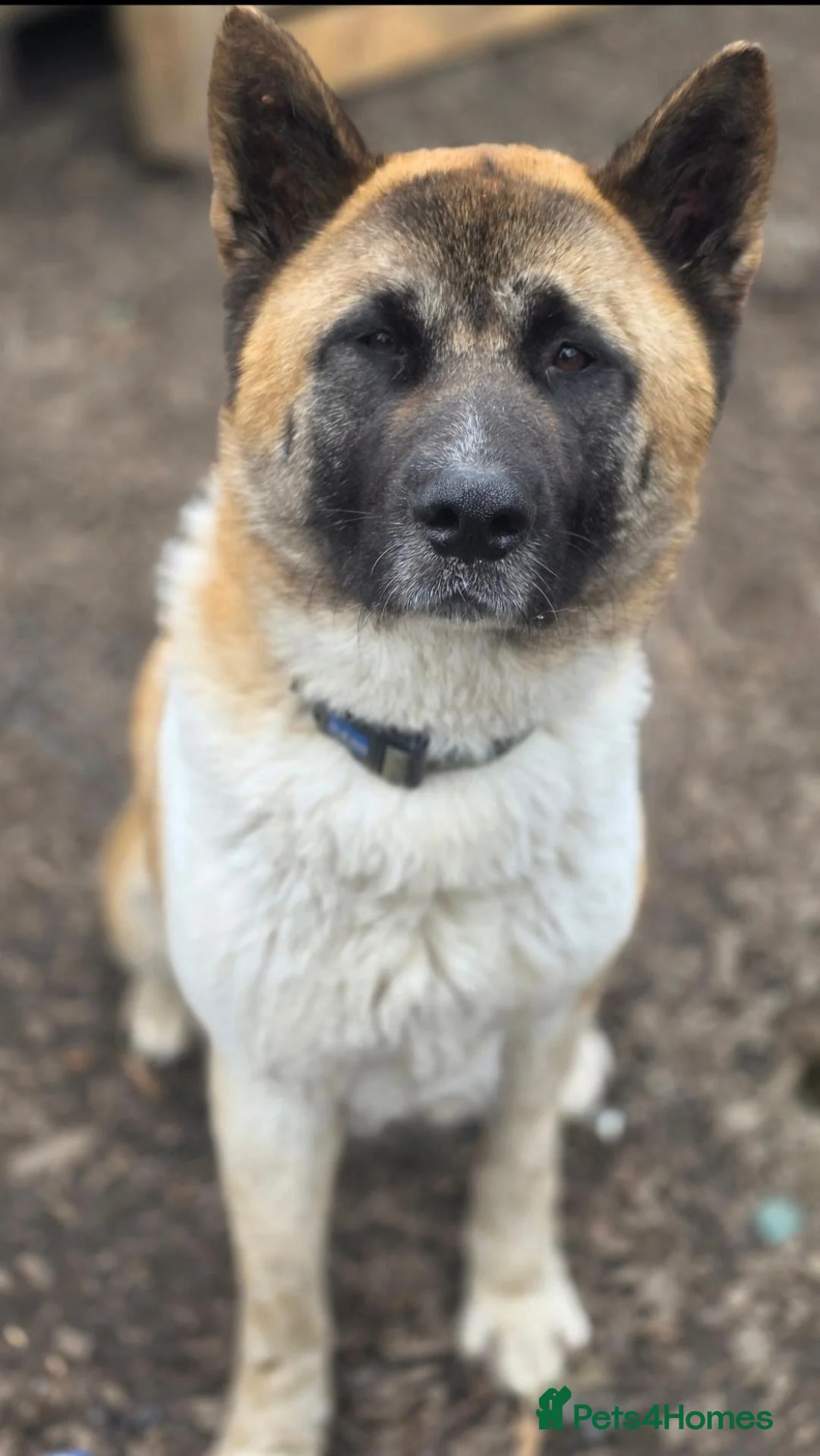Akita dogs for sale: Beautiful akita lexi looking for home - Advert 1