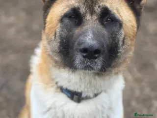 Akita dogs Beautiful akita lexi looking for home - Advert 3