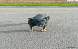 German Shepherd dogs for sale: 🐾 Trained German Shepherd “Cuba”Loving Family Dog - Image 11