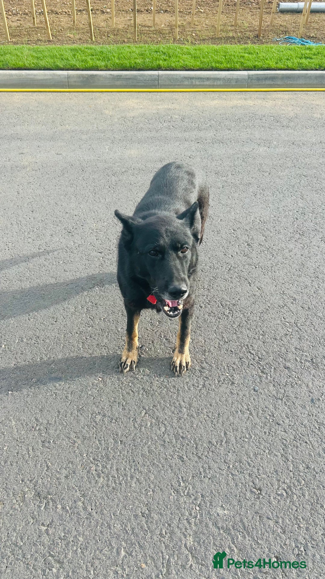 German Shepherd dogs for sale: 🐾 Trained German Shepherd “Cuba”Loving Family Dog - Image 11